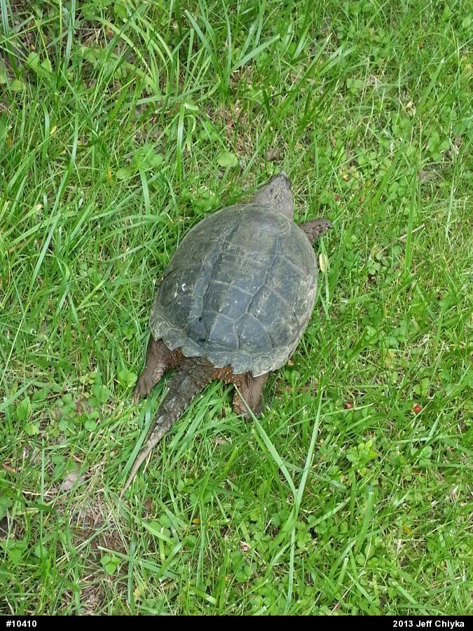 Snapping Turtle