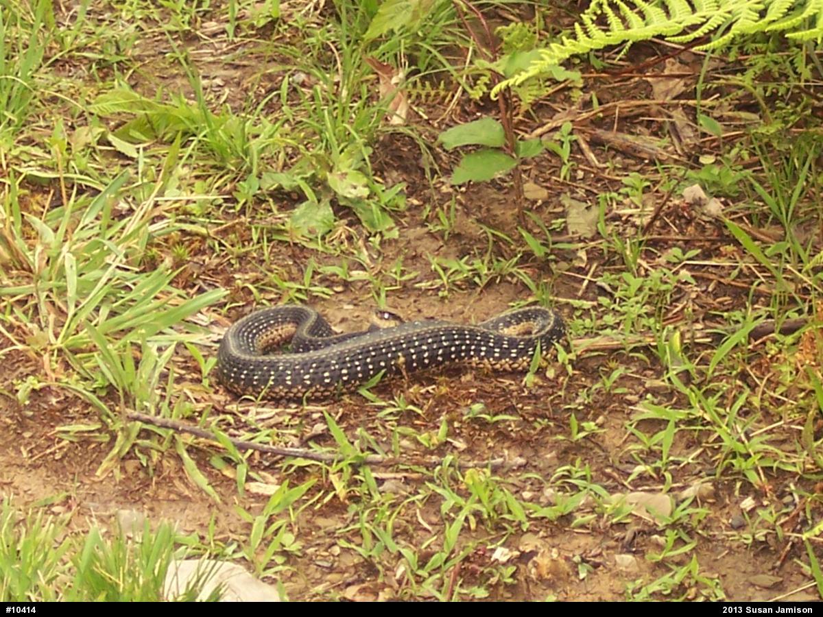 Eastern Gartersnake