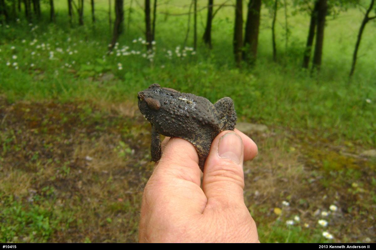 Eastern American Toad