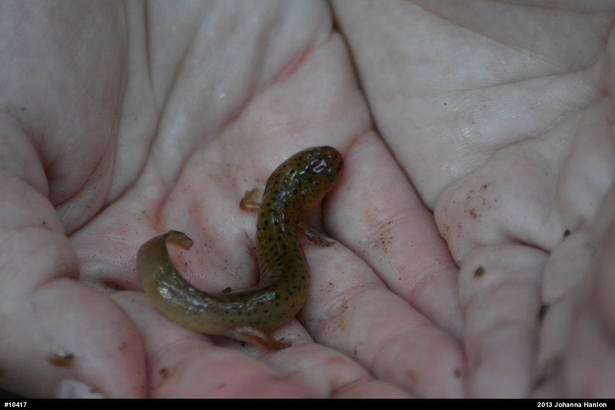 Northern Red Salamander