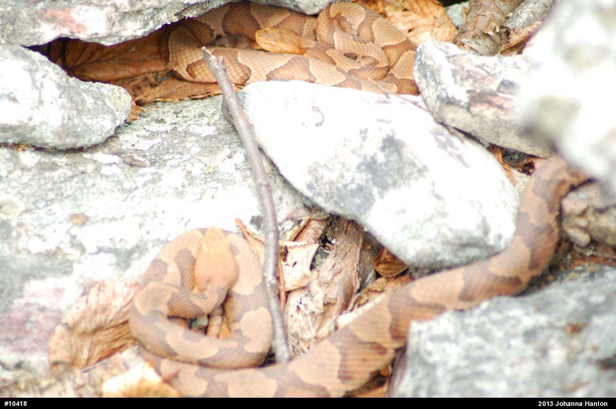 Northern Copperhead