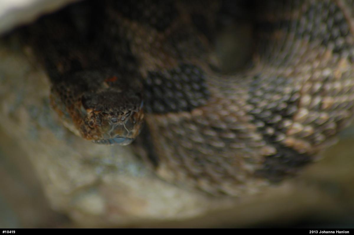 Timber Rattlesnake