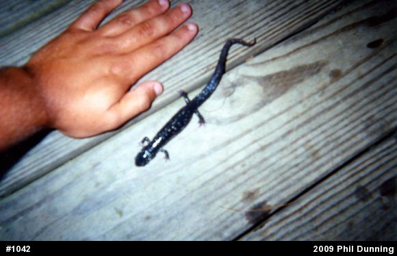 Northern Slimy Salamander
