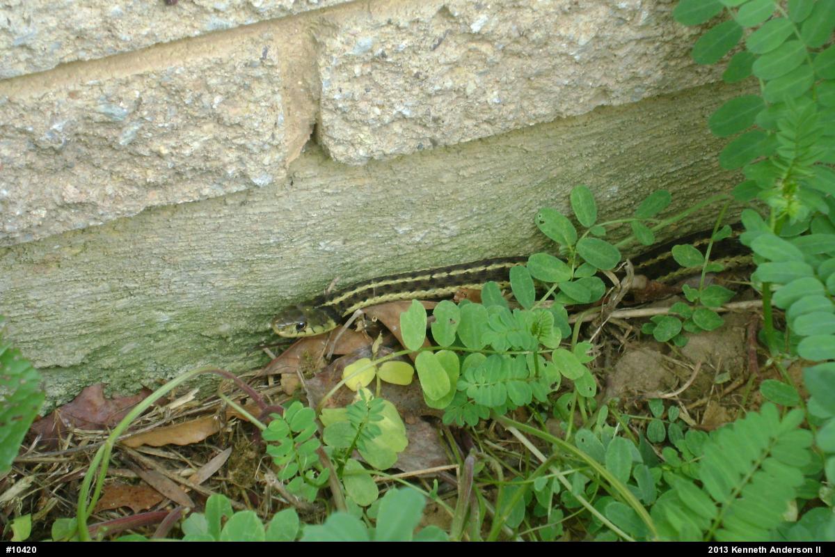 Eastern Gartersnake