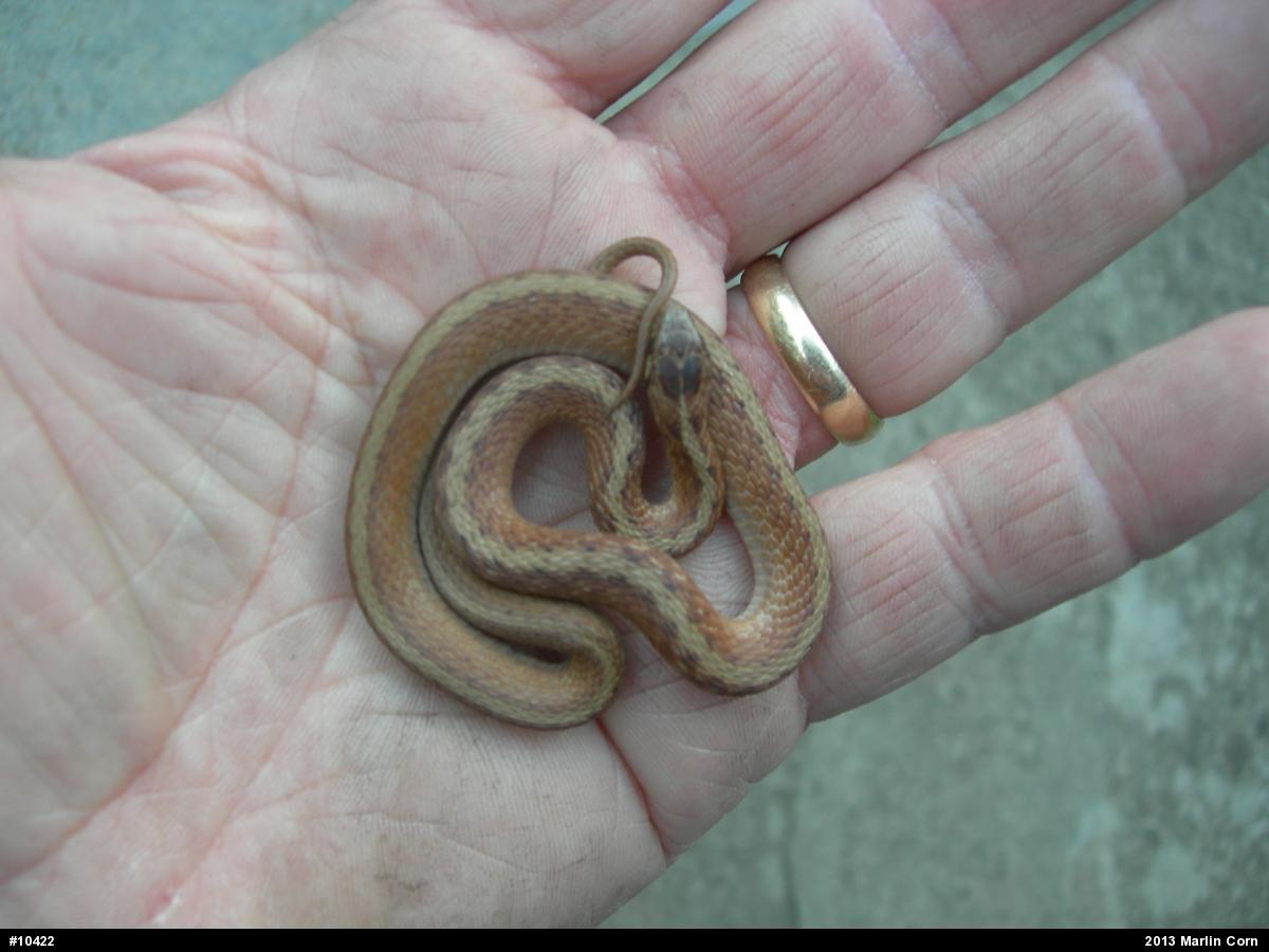 Dekay's Brownsnake
