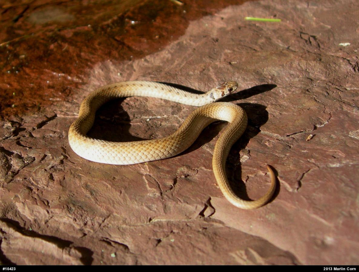 Dekay's Brownsnake