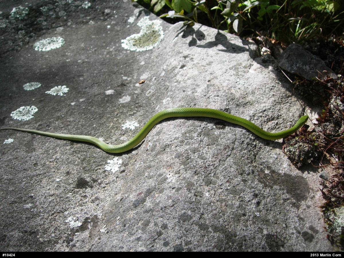 Smooth Greensnake
