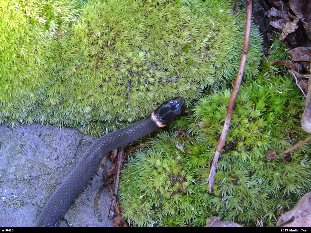 Northern Ring-necked Snake