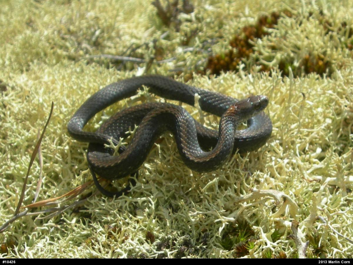Red-bellied Snake
