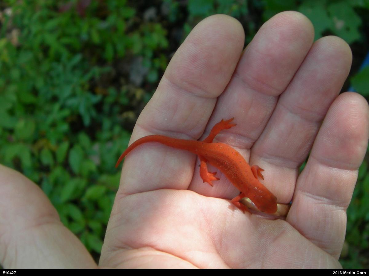 Red-spotted Newt