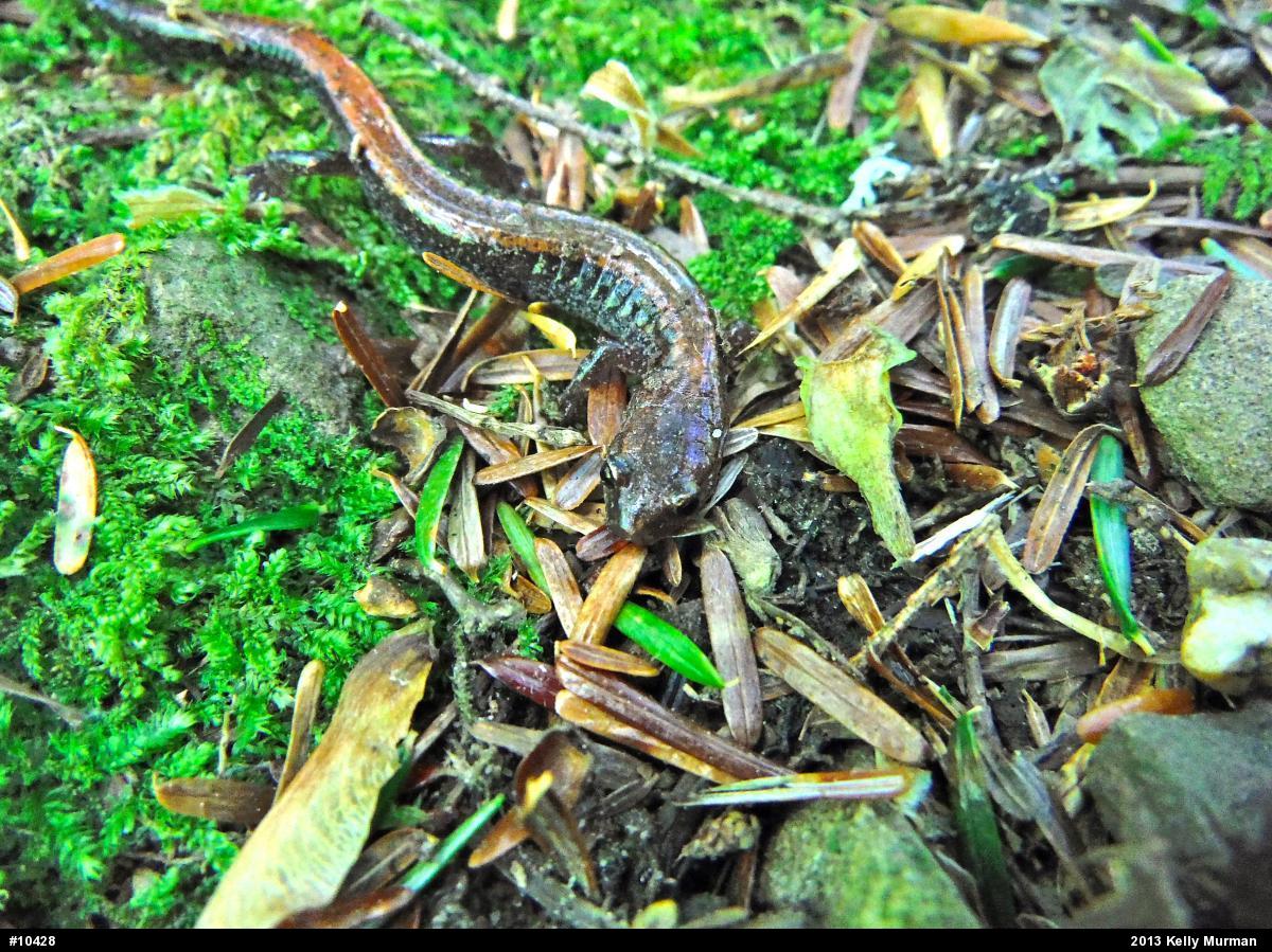 Eastern Red-backed  Salamander