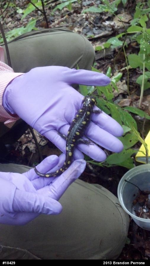 Spotted Salamander