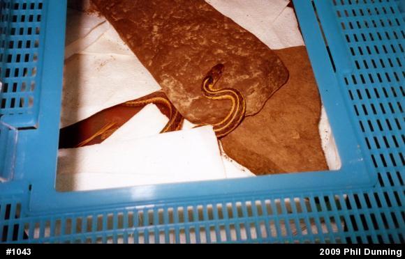 Eastern Gartersnake
