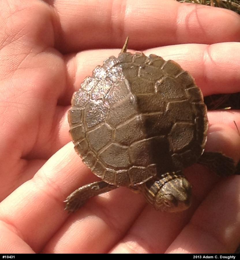 Northern Map Turtle
