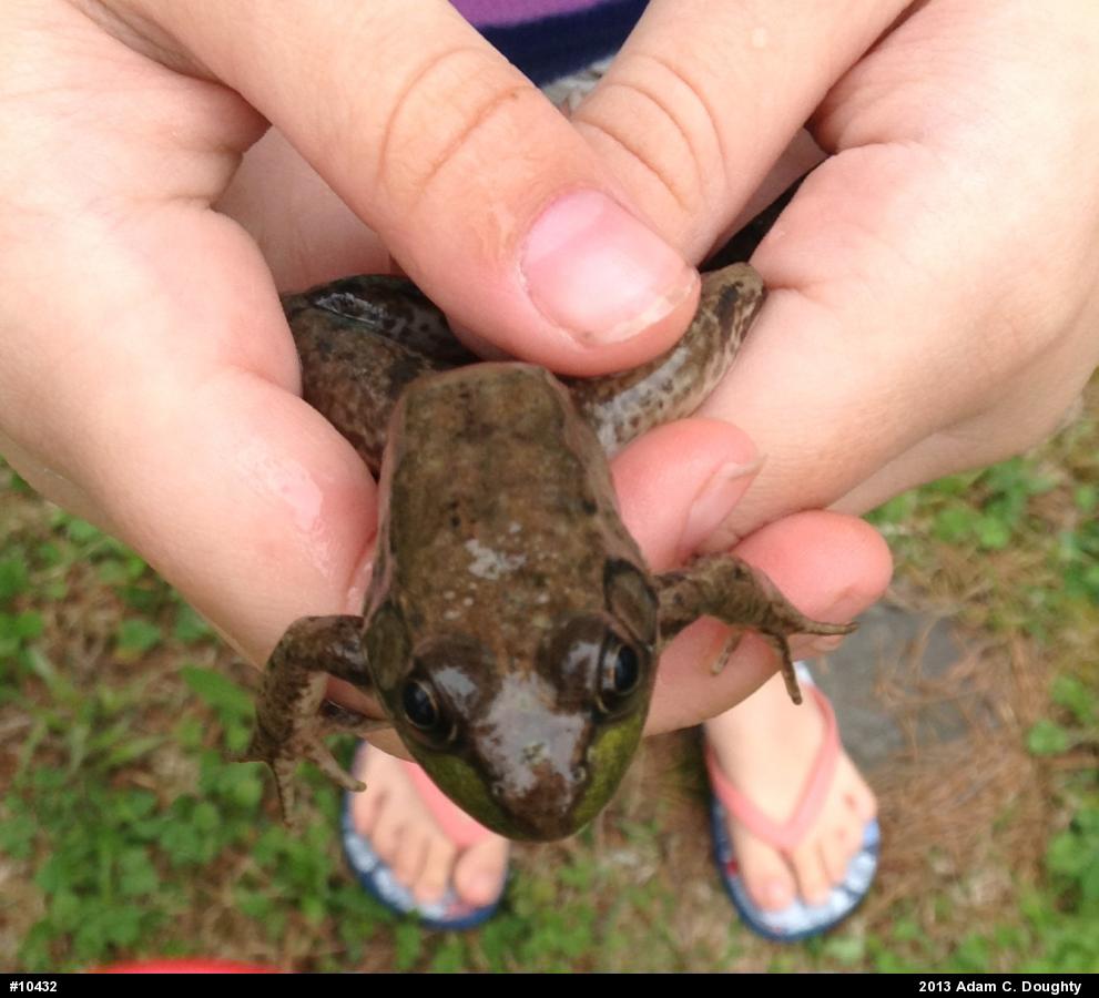 Green Frog