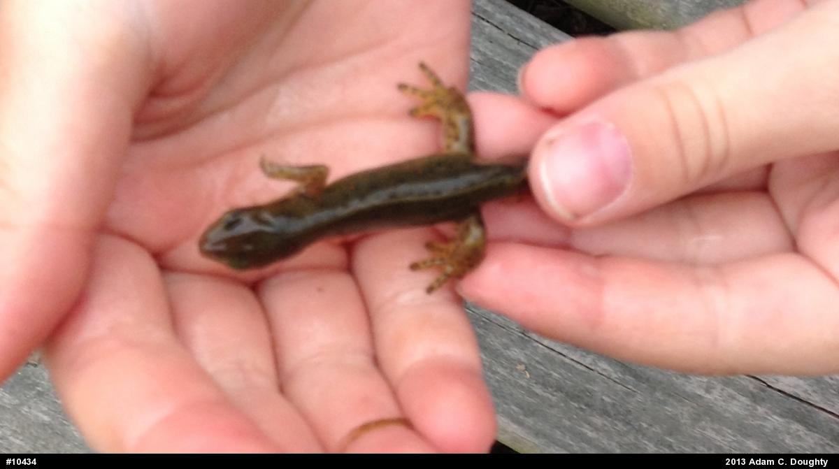 Red-spotted Newt