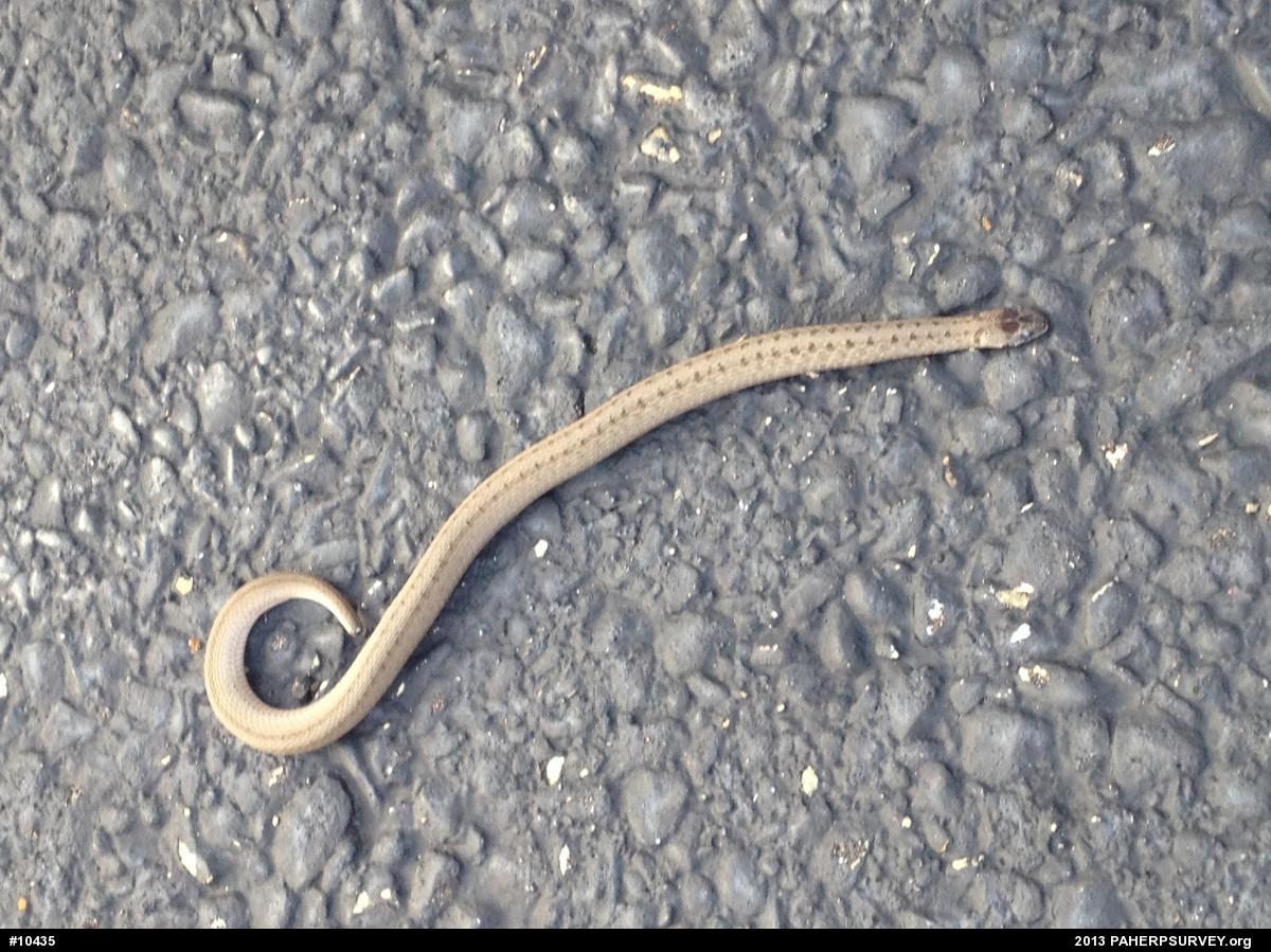 Dekay's Brownsnake