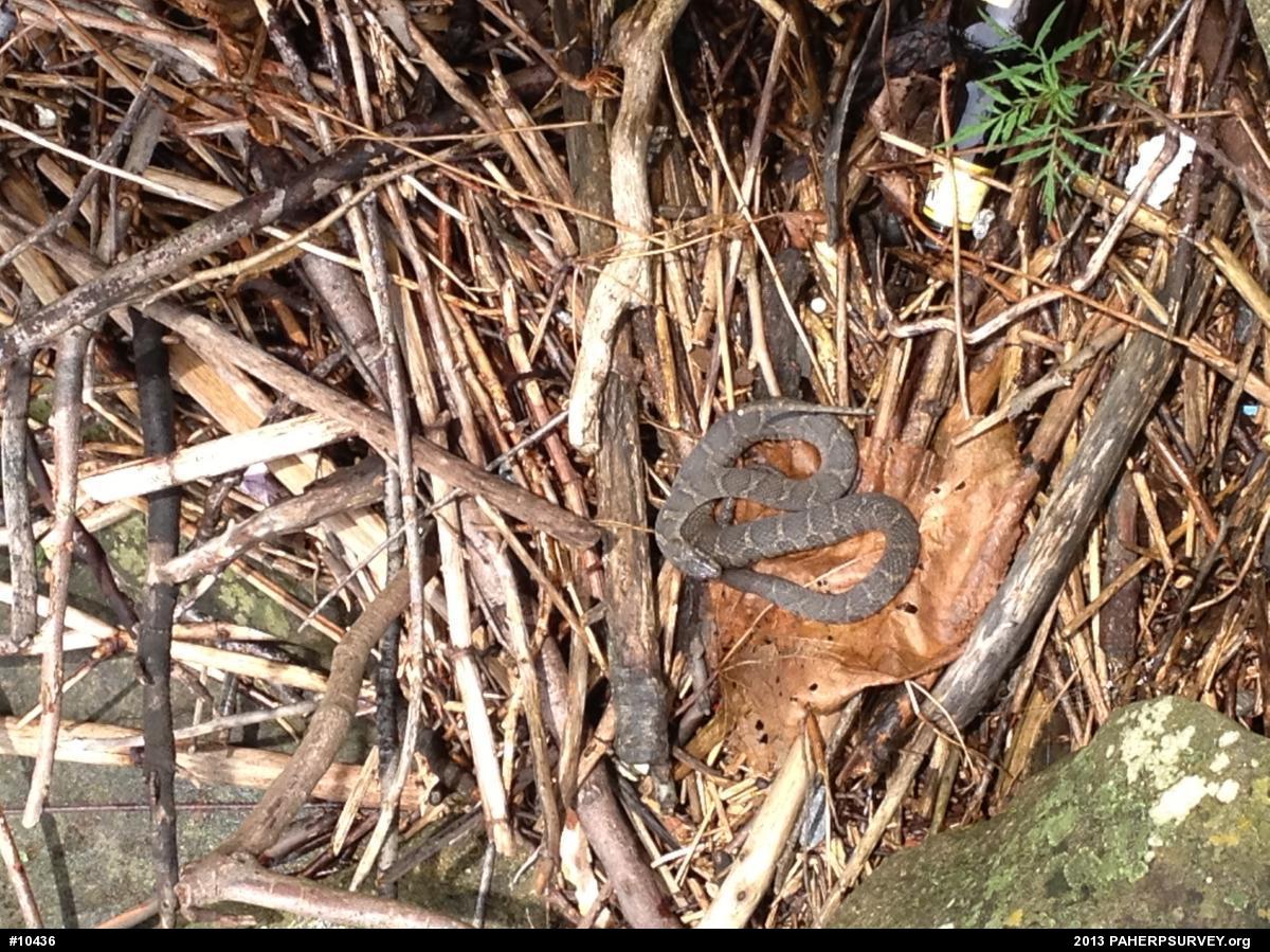 Northern Watersnake