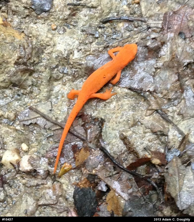 Red-spotted Newt