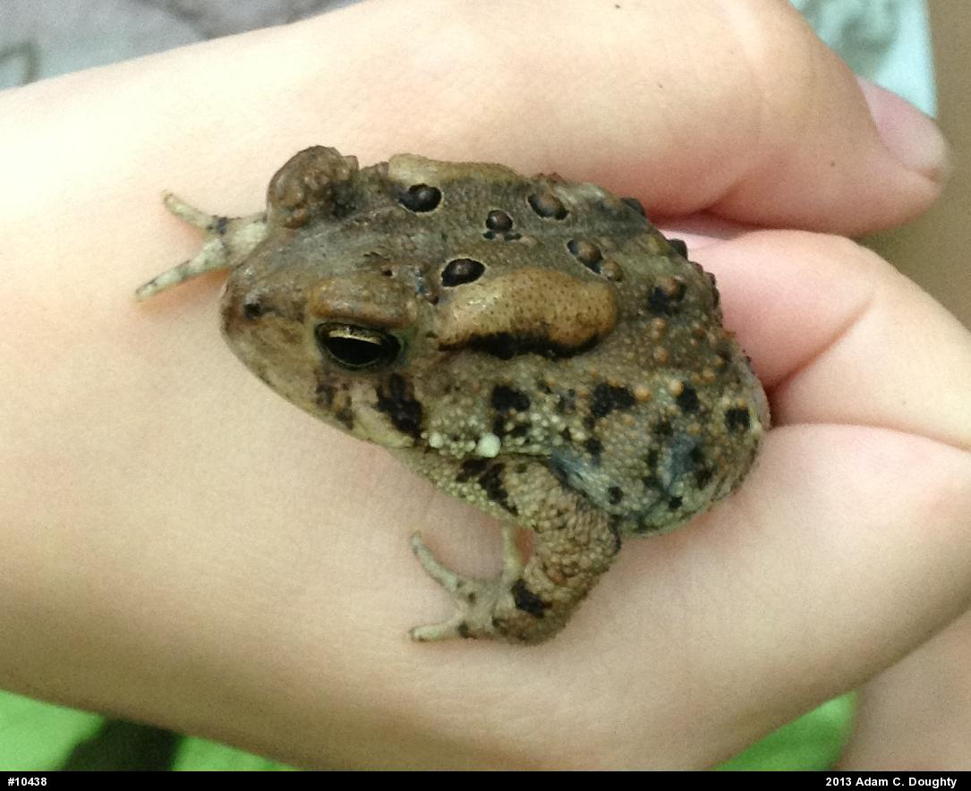 Eastern American Toad