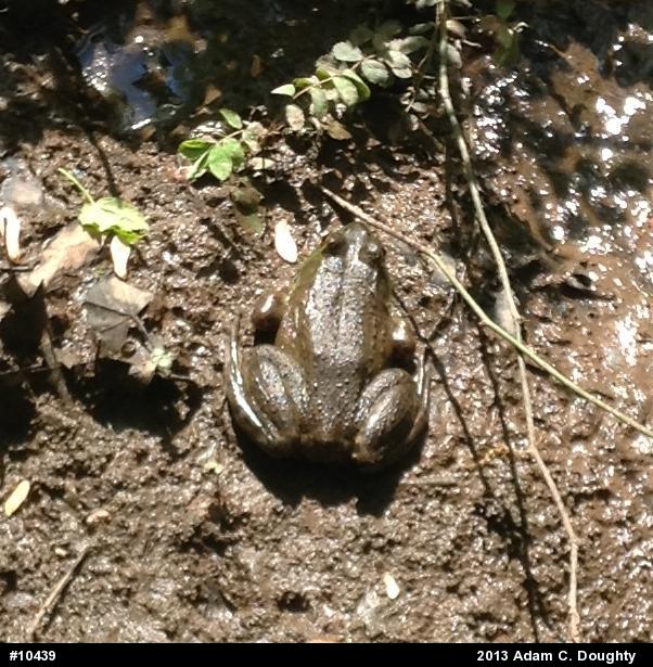 American Bullfrog