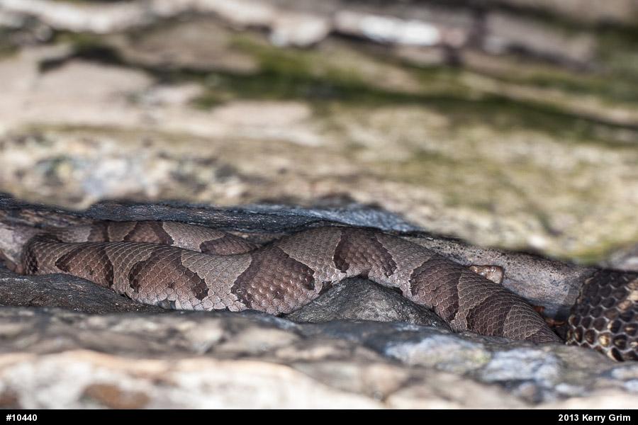Northern Copperhead