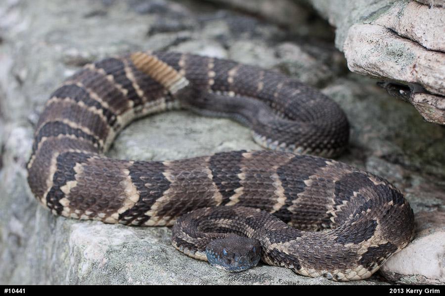 Timber Rattlesnake