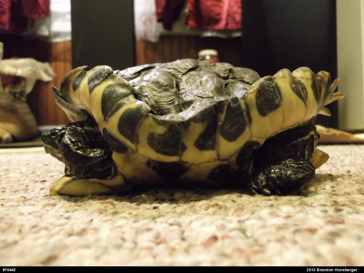 Red-eared Slider