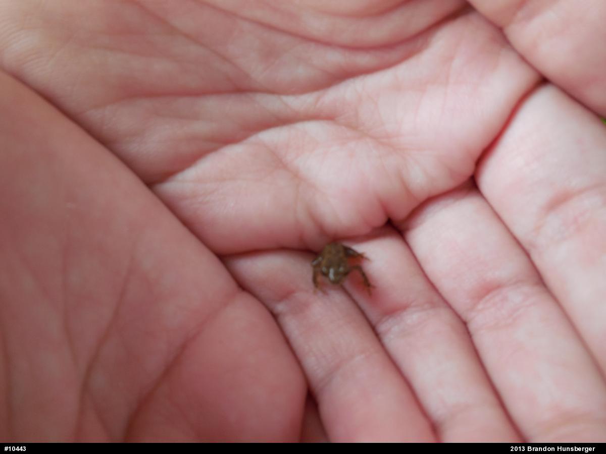Eastern American Toad