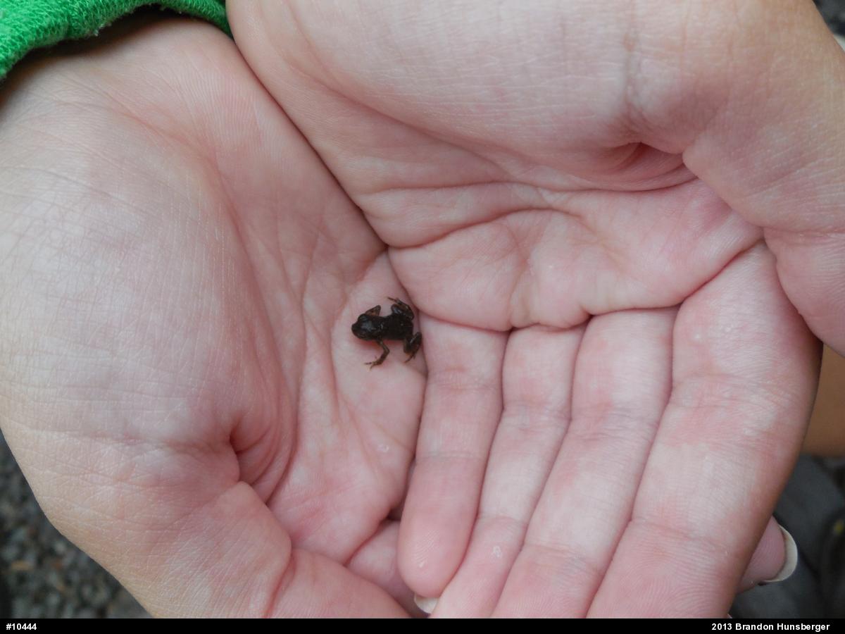 True Toads