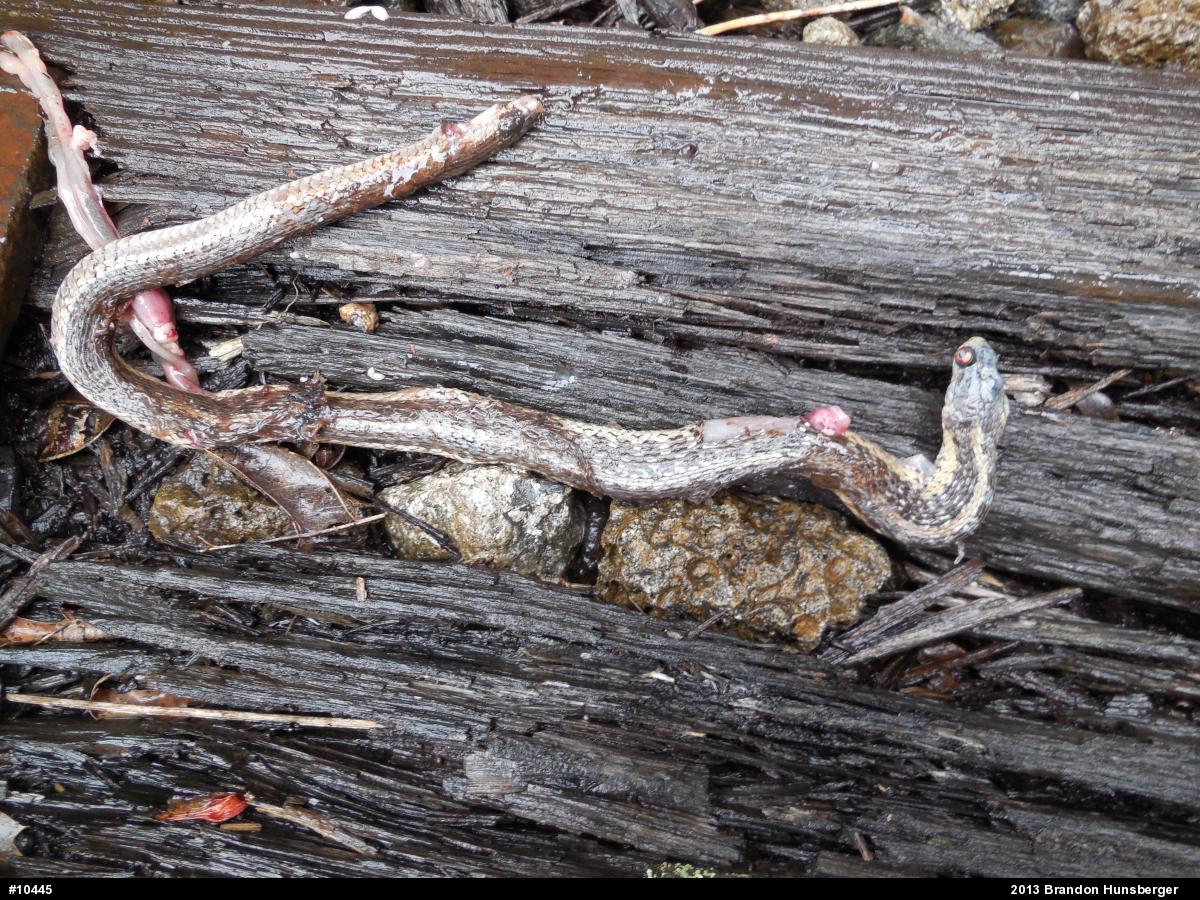 Eastern Gartersnake
