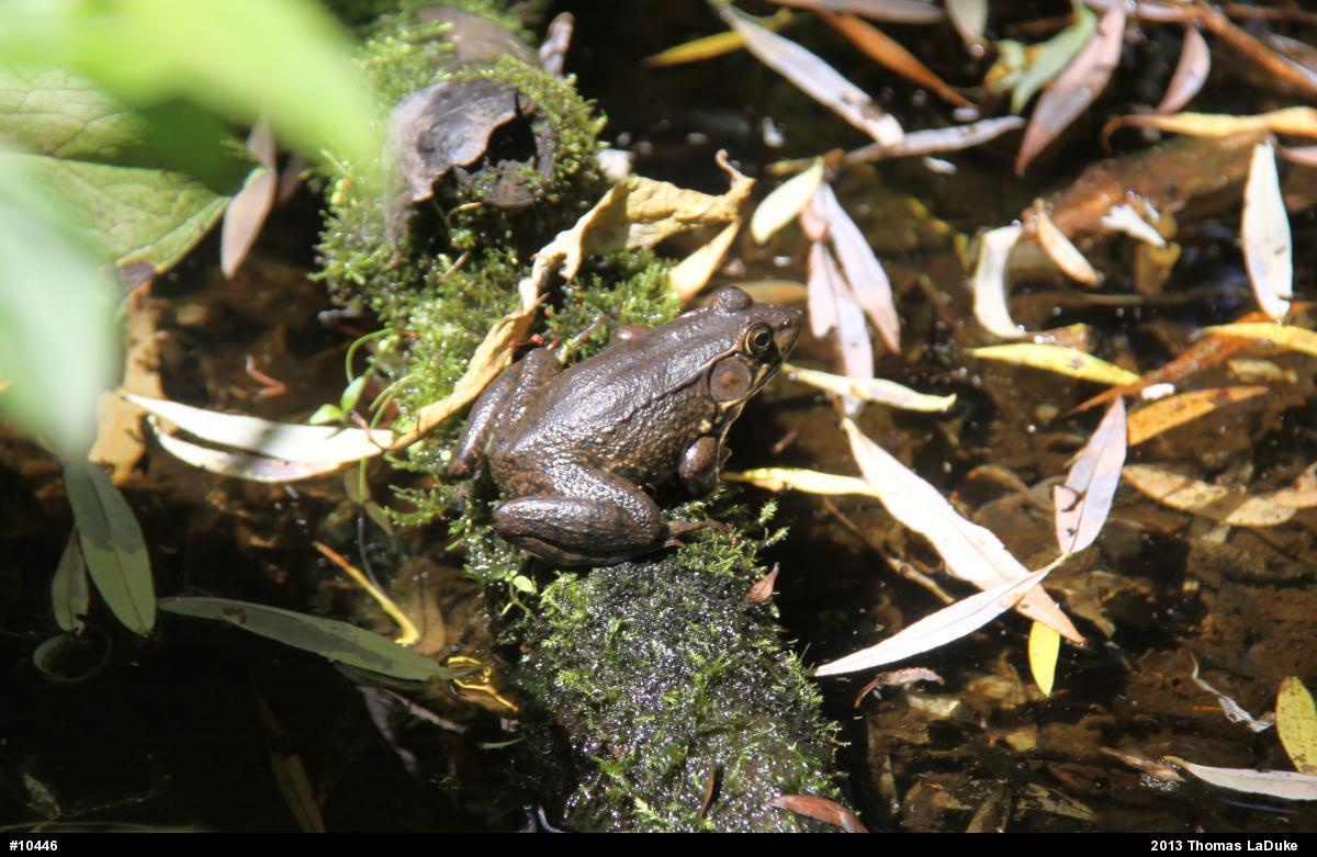 Green Frog