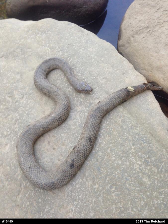 Northern Watersnake
