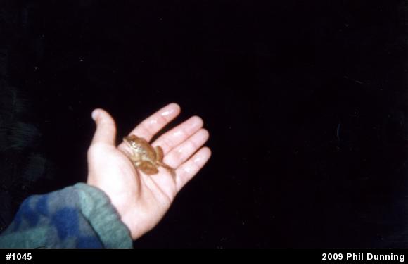 Wood Frog