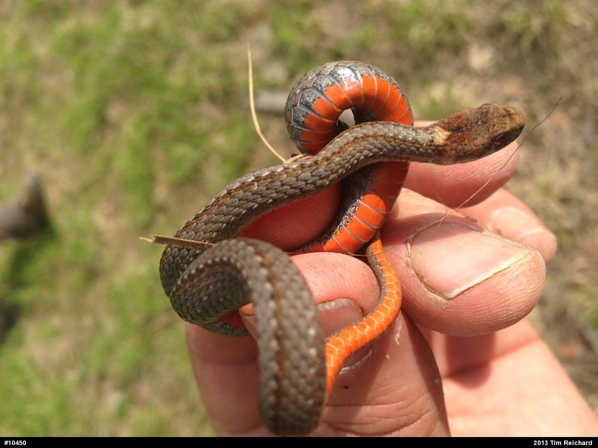 Red-bellied Snake