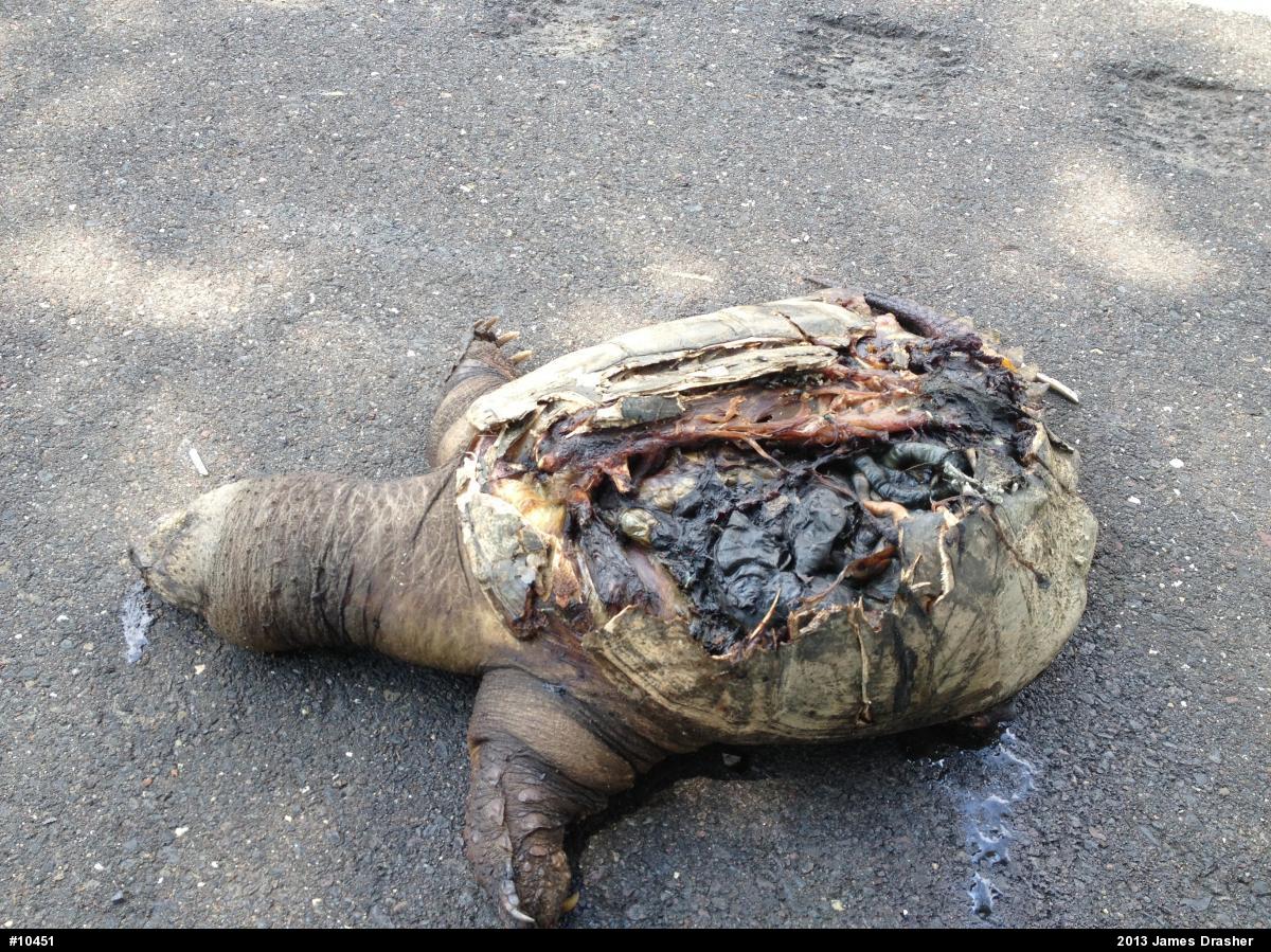 Snapping Turtle