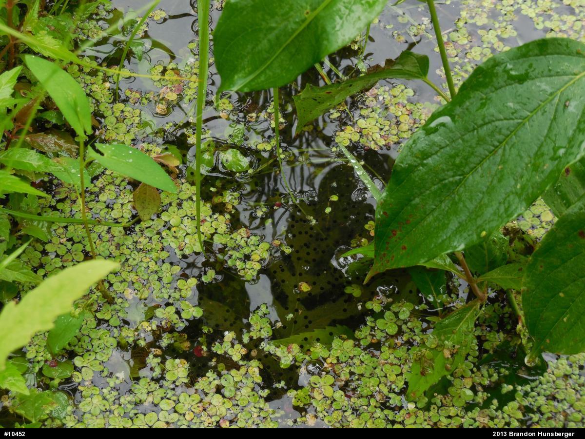 True Frogs