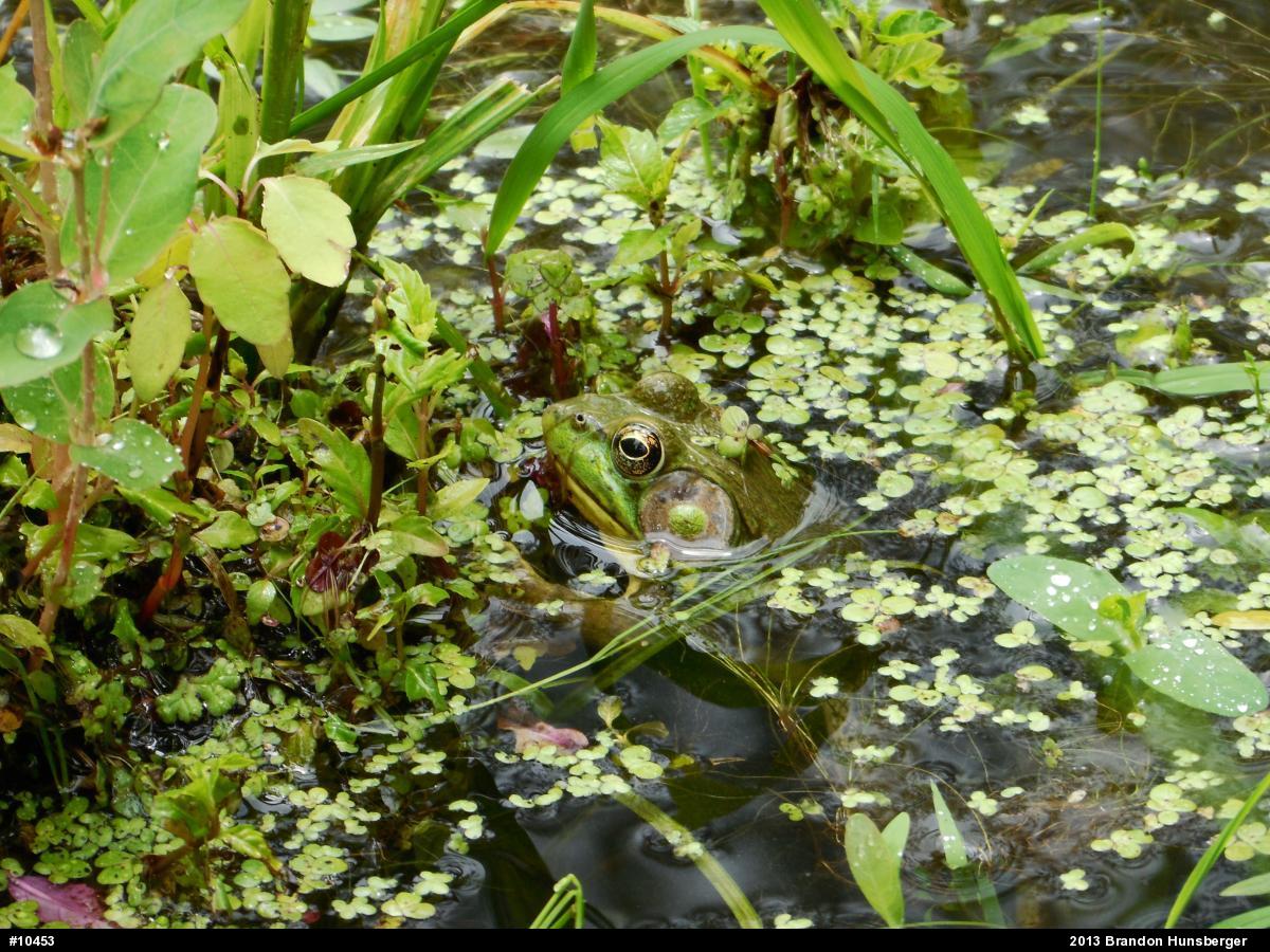 Green Frog