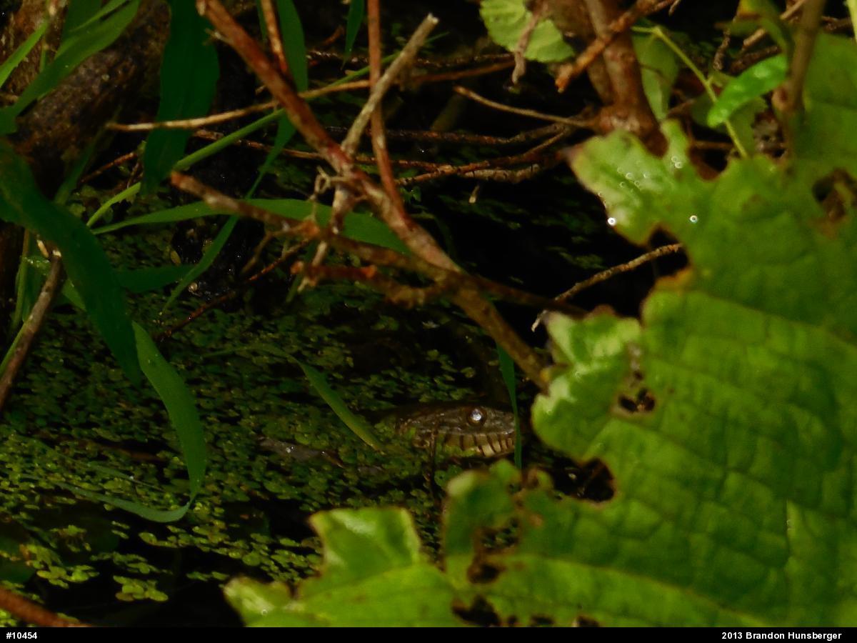 Northern Watersnake