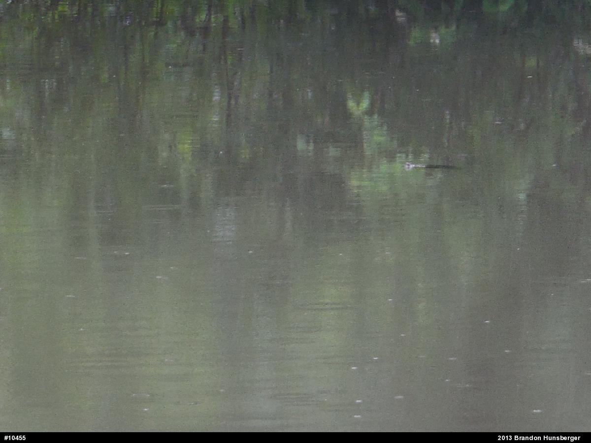 Eastern Painted Turtle