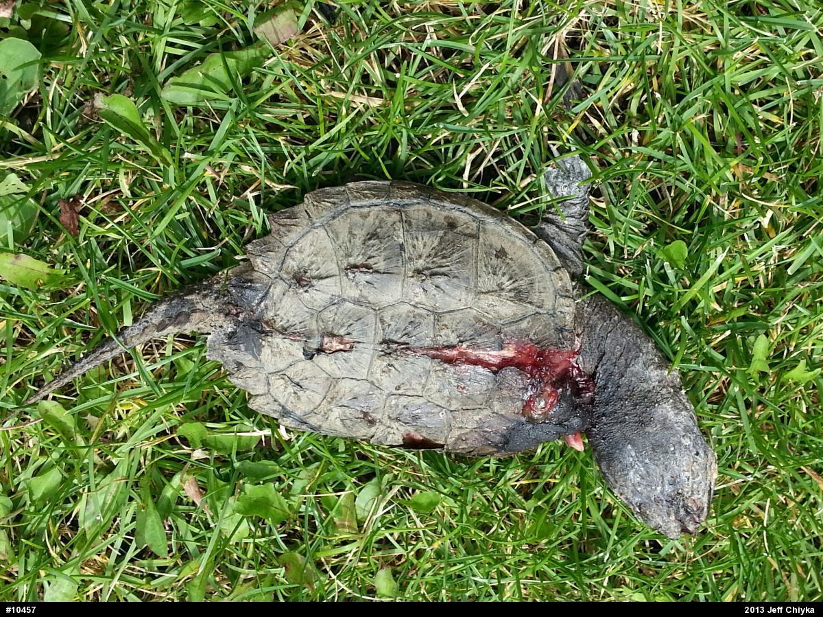 Snapping Turtle