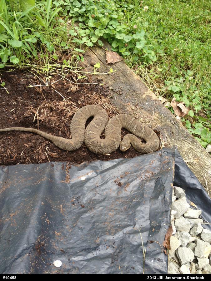 Northern Watersnake