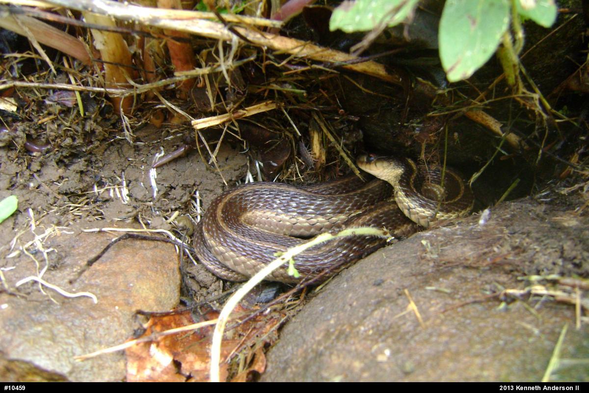 Eastern Gartersnake