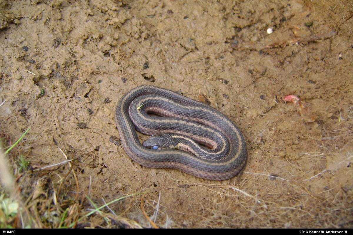 Eastern Gartersnake