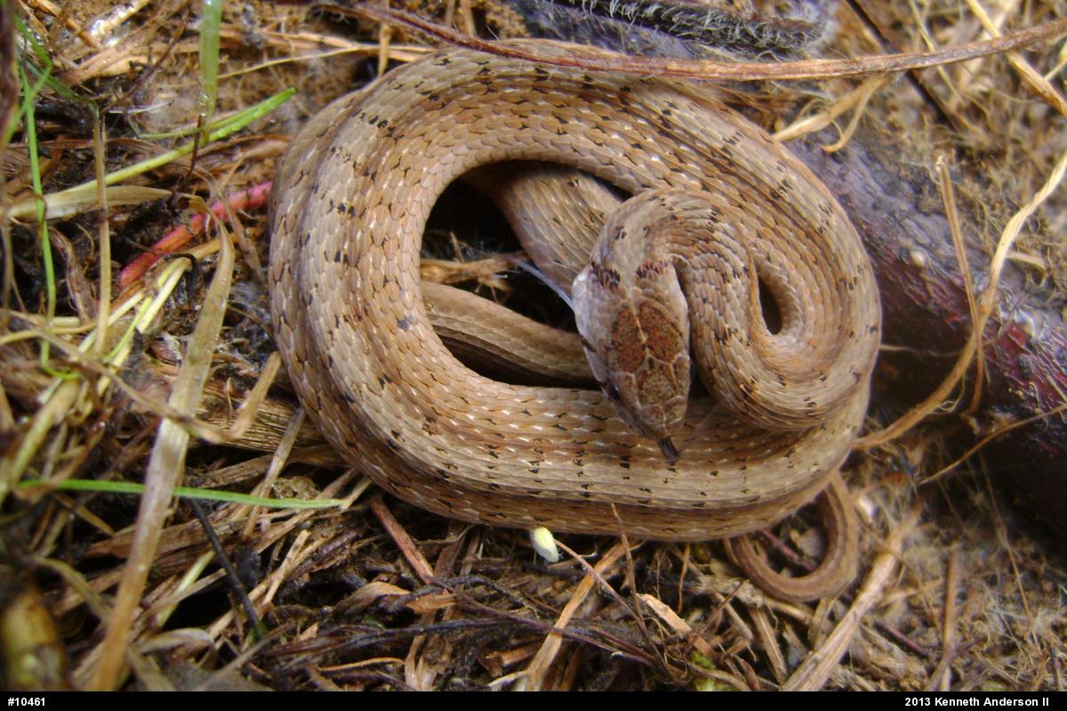 Dekay's Brownsnake