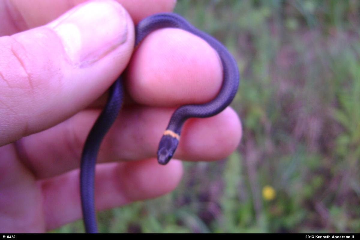 Northern Ring-necked Snake