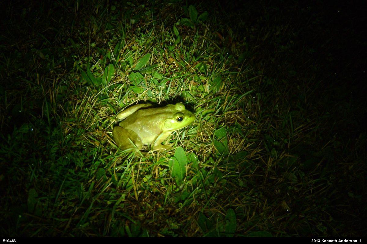 American Bullfrog