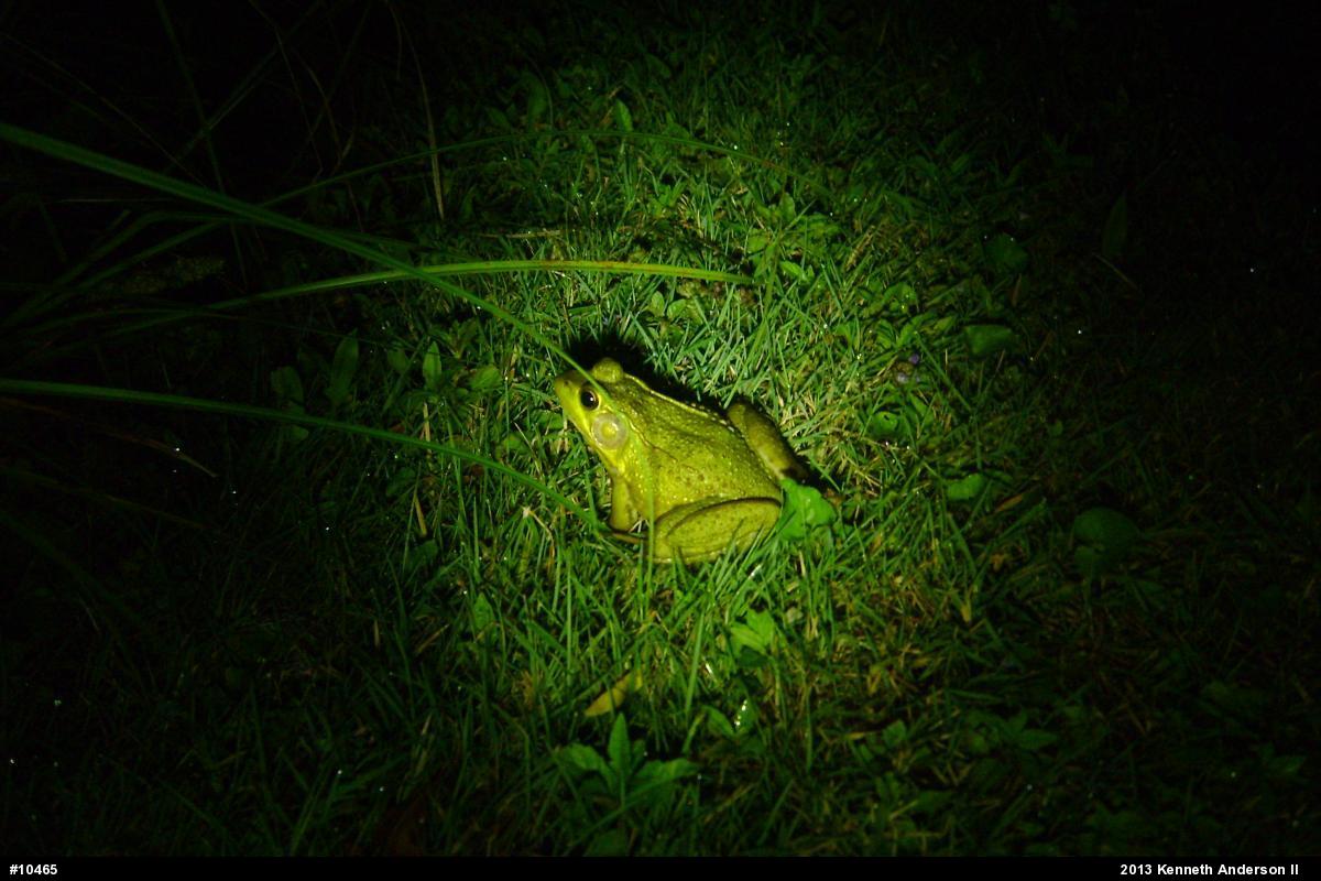 Green Frog