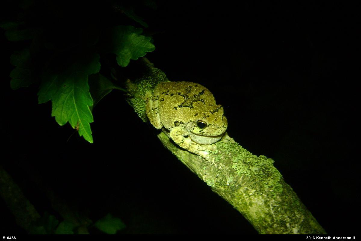 Gray Treefrog