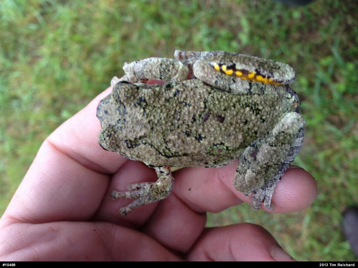 Gray Treefrog